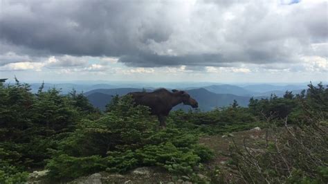 Sick Moose Stranded On Moosilauke At 2016 In The White Mountains Nh