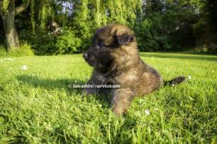 All about the Belgian Malinois, info, pictures, breeders, rescues 