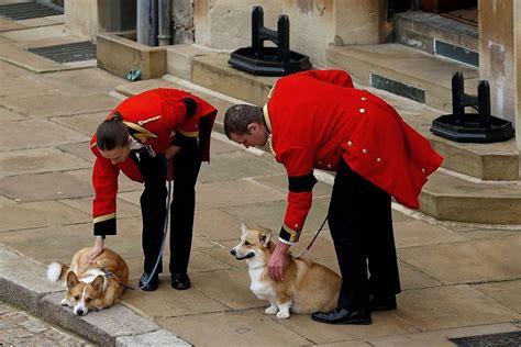 Queen Elizabeth Iis Beloved Corgis Await Her Coffin At Windsor Castle