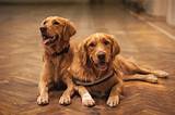 Adult Golden Retriever and Puppies 5 Important food FAQs
