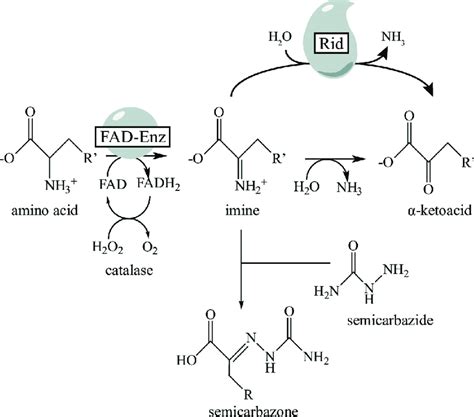 Reaction Schemes For Fad Dependent Oxidase The Reaction Mechanism