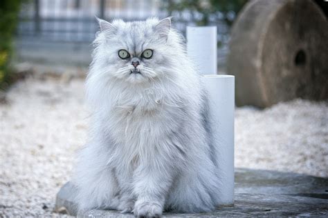 Why Do Persian Cats Look Angry Persian Cat Corner