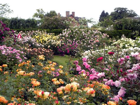 Moments Of Delightanne Reeves Visiting England Rose Gardens In