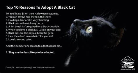 Top 10 Reasons to Adopt Black Cats | I Love Black Cats | Pinterest