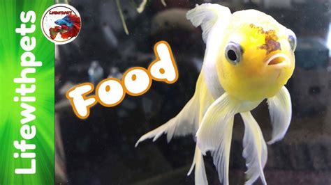 What We Feed Our Goldfish Youtube