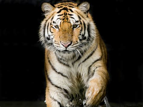 Desktop Hintergrundbilder Tiger Ein Tier
