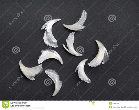 Shedding is part of the cycle during the grow of a healthy claw. Group of Cat Claws stock photo. Image of gray, nail ...