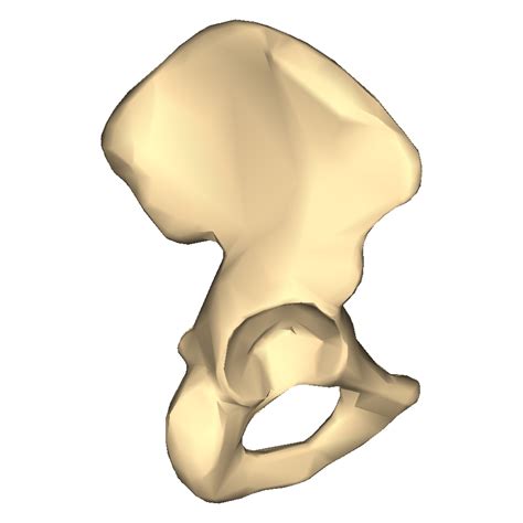 Filehip Bone Close Up Lateral View Right Hip Bonepng