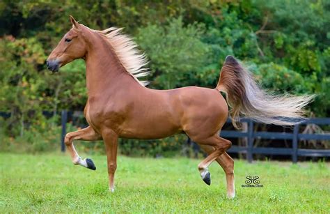 The American Saddlebred Is The One Breed In This Group That Is Supposed
