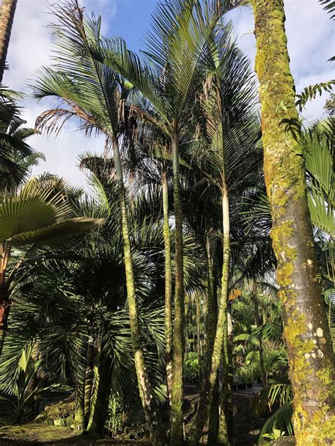 Visit their website for their price list. Dypsis sp. 'Bef' - Floribunda Palms & Exotics