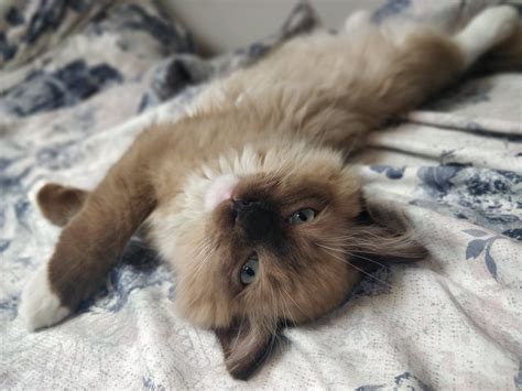 Mr Shelby Ragdoll Kitten Of The Month Floppycats
