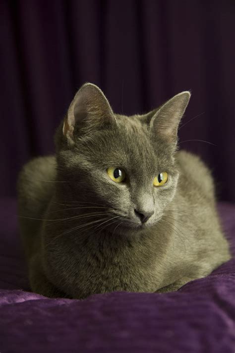 8 Elegant Facts About Russian Blue Cats Mental Floss