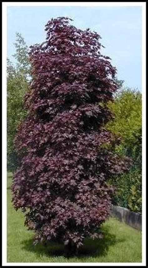 It grows at a medium rate. Acer Red Sentry - Thorpe Trees