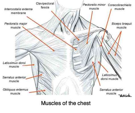 Overall, these chest muscles start at the clavicle and insert at the sternum and the armpit area (humerous). Costosternal anatomy describes the muscles and joints of ...