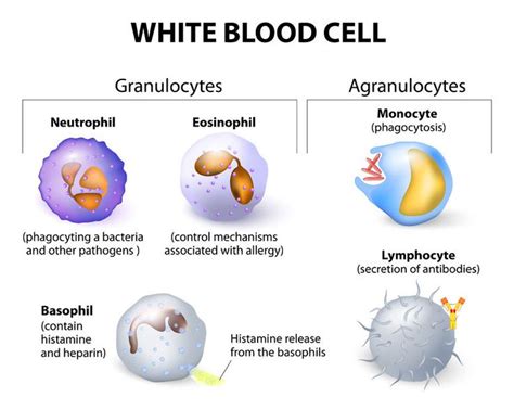 The 25 Best White Blood Cells Ideas On Pinterest Blood Cells Red