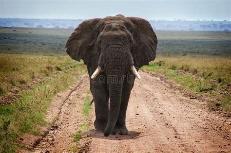 Adult African Elephants In Savannah Serengeti Tanzania Stock Image