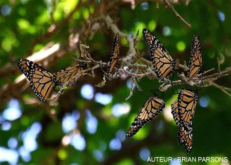 Réserve De Biosphère Du Papillon Monarque Mexique Présentation