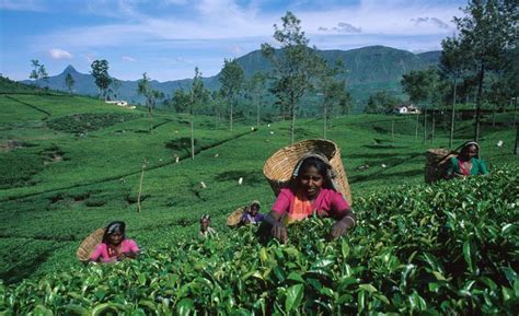 Delve Into The History Of Ceylon Tea Plantation Production And Supply