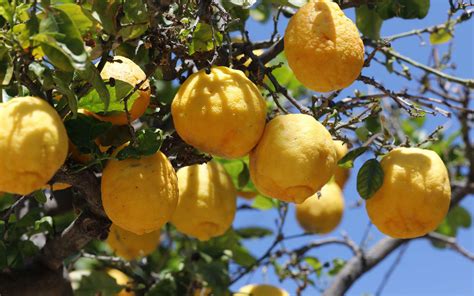 Comment Cultiver Un Citronnier En Pot