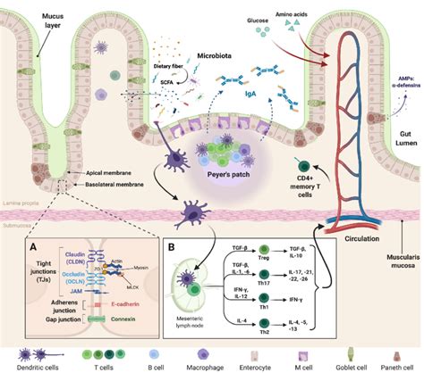 Intestinal Epithelial Barrier Organization The Intestinal Epithelium