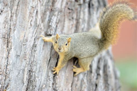 Facts About Gray Squirrels The State Mammal Of North Carolina