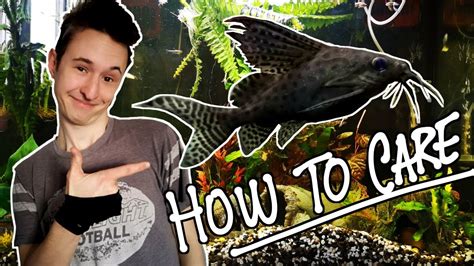 How To Care Featherfin Catfish Synodontis Eupterus Youtube