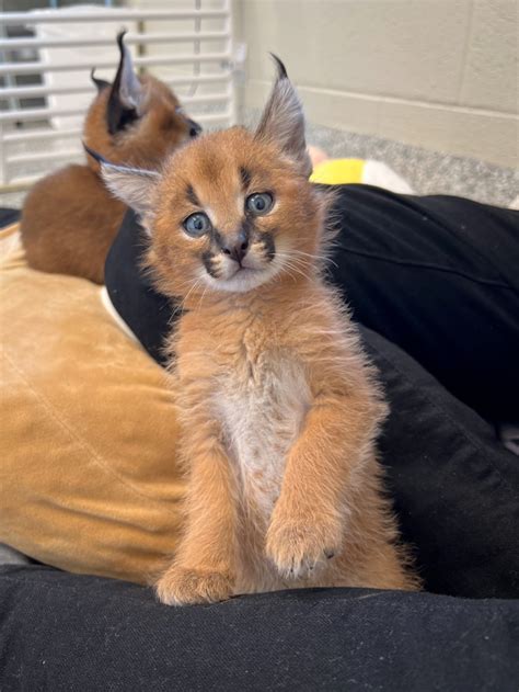 Caracal Kittens Are Growing Up Fast Zooborns