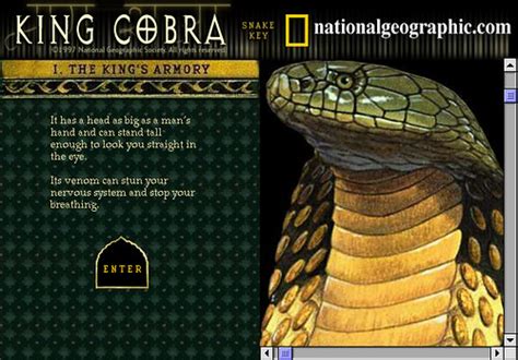 King Cobra The King Cobra Only Attacks Humans When