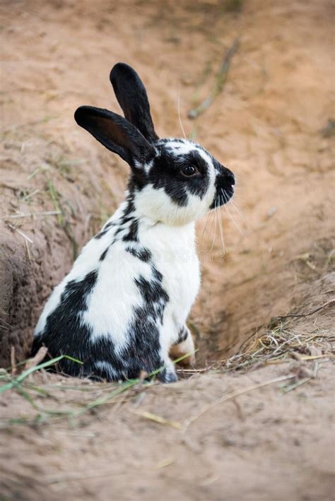 Cute Black White Rabbit Digging Hole In The Ground Stock Photo Image