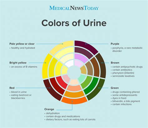 Clear Urine Causes What It Means And Other Colors