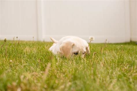 Why Do Puppies Hump 4 Reasons And 5 Solutions Puppy Socialization Guide