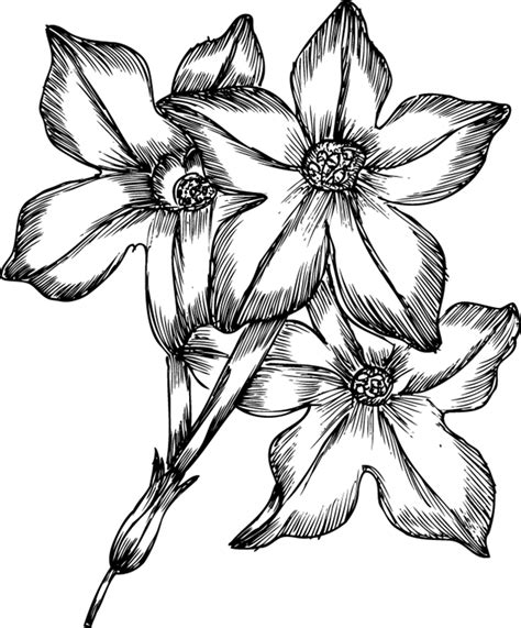 By using different degrees of crosshatching, it is possible to create the illusion of different brightness. Flowers Drawings Pictures | Many Flowers - Cliparts.co