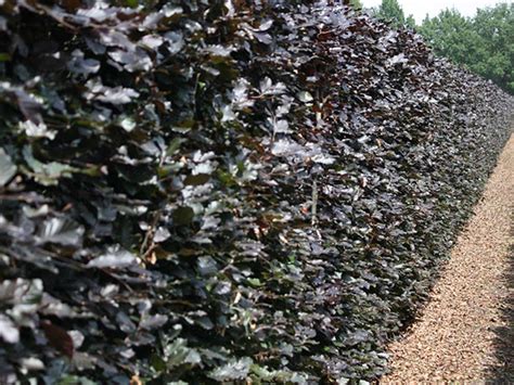 Beech Hedging Km Fully Grown Irish Mature Hedges Installed In One Day