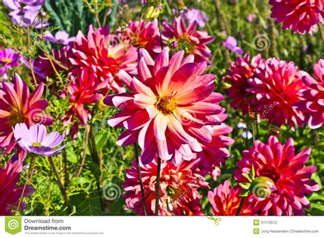 Close Up Of Beautiful Pink Dahlias In A Flower Bed Stock Photo Image