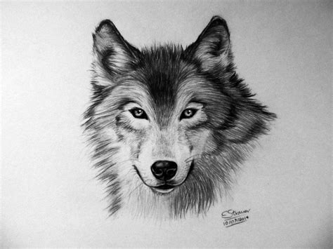 How To Draw A Realistic Wolf At Drawing Tutorials