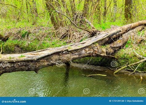 Fallen Tree Trunk As Bridge Over A River In Green Forest Stock Photo