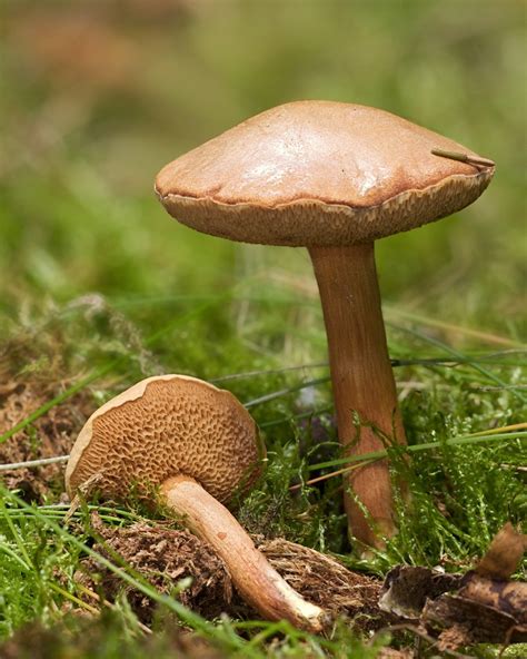 Netzstieliger Hexenröhrling Suillellus luridus Picture Mushroom