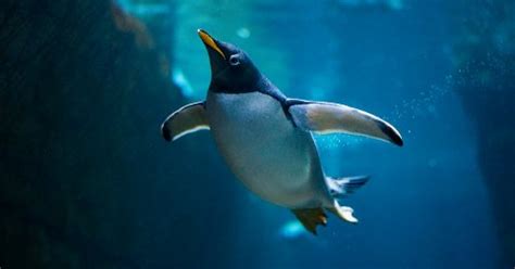 How many species of penguins live in answers to all these questions and many more interesting facts about penguins are found in this. صور بطريق جودة hd , خلفيات بطاريق , Penguin