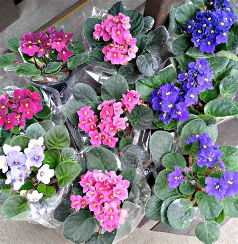 African Violets Tips For This Popular Indoor Flowering Plant
