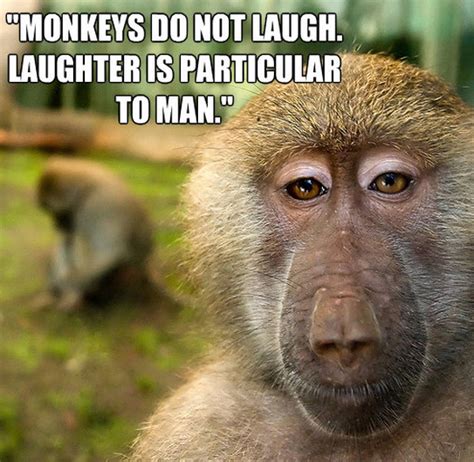Monkey Quotes Quotesgram