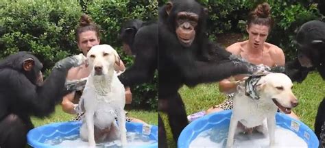 [video] Dos Chimpancés Ayudan A Bañar A Un Perro Y Se Vuelven Virales Canal 1