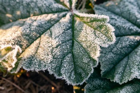 Green Frost Leaves Covered With Frost Stock Photo Image Of Weather