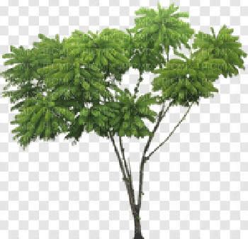 Jungle Tree Png Images Plant Green Nature Tropical Transparent
