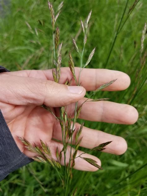Tall Fescue Toxic Plants Of East Tn · Inaturalist