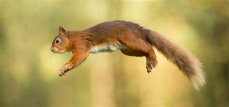 How To Photograph Fast Moving Mammals Nature Ttl