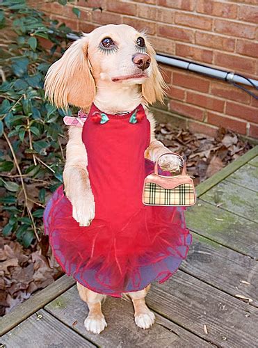 Dressed Up Dog Funny Animals Funny Cats Funny Dogs