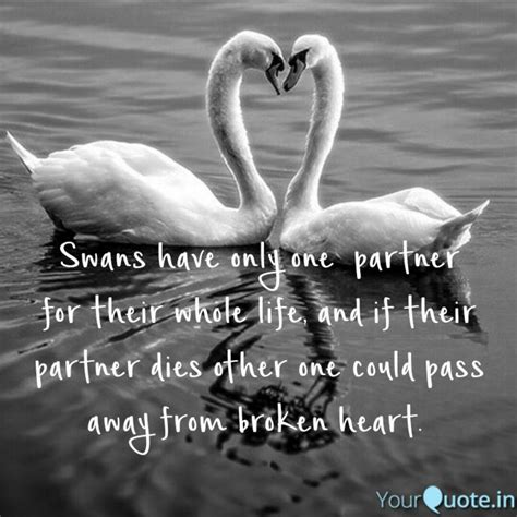 Swans Have Only One Part Quotes Writings By Abhilash Vannemreddy