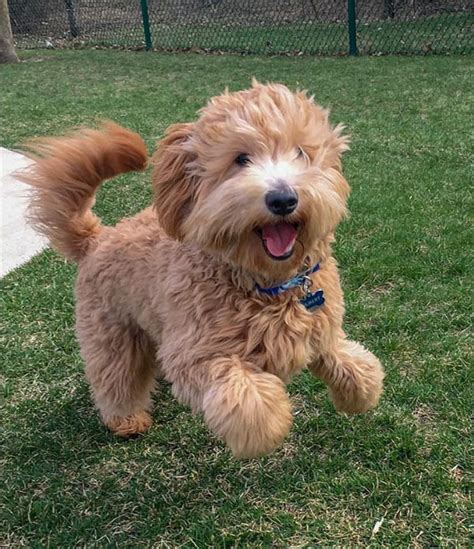 We saw a huge golden doodle (didn't get a pic) but this little guy, a mini doodle came after!! Miniature Goldendoodle: 11 Incredible Facts You Need to ...