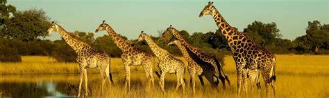 Giraffe Facts Southern Africa Wildlife Guide