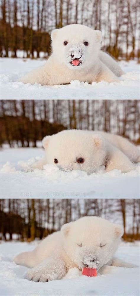 Baby Polar Bear Playing Adorably With Snowmore Cute